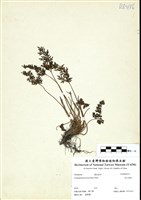 藏品(高山珠蕨)的圖片